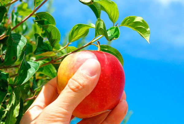 BLOG_DESTAQUE_POMME